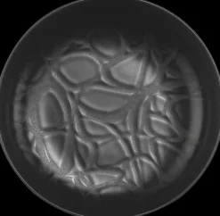 House Kulho Capri 15 Cm